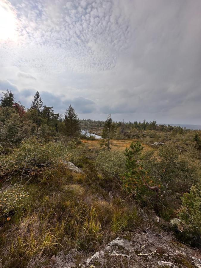 Modern Northern Lights Cabin Drangedal Ngoại thất bức ảnh